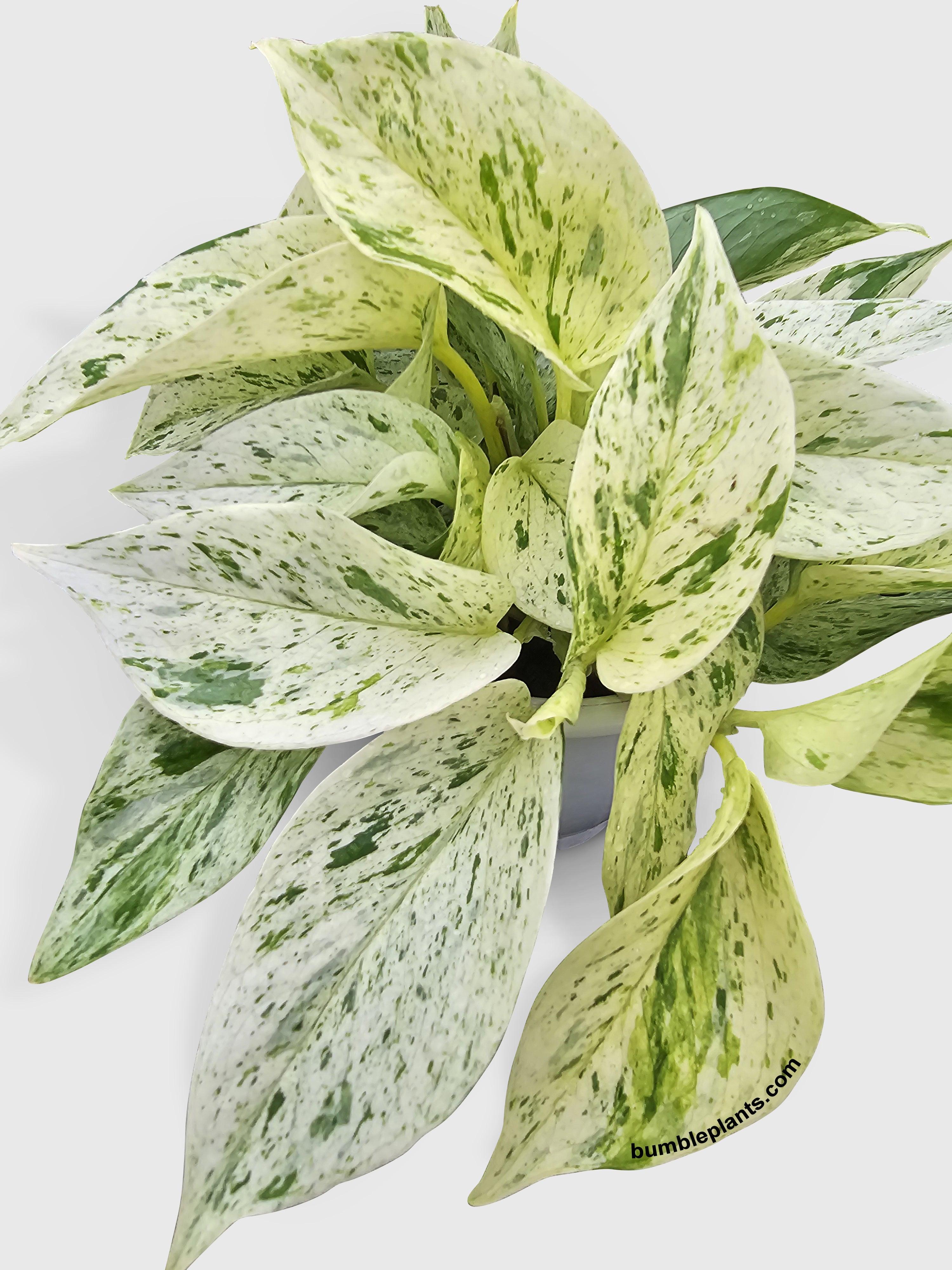 white marble queen pothos Live Snow White Icy Pothos
