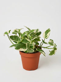 Epipremnum Aureum Pothos NJoy Pearls