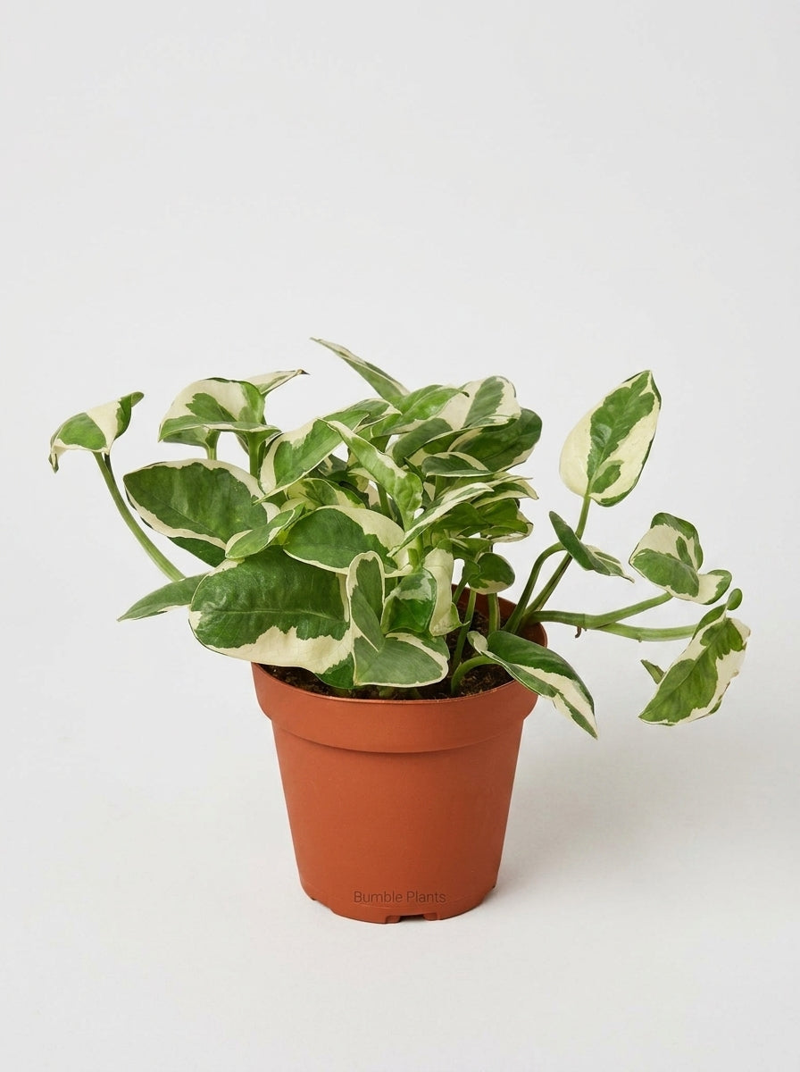 Epipremnum Aureum Pothos NJoy Pearls