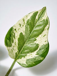 Epipremnum Aureum Pothos NJoy Pearls