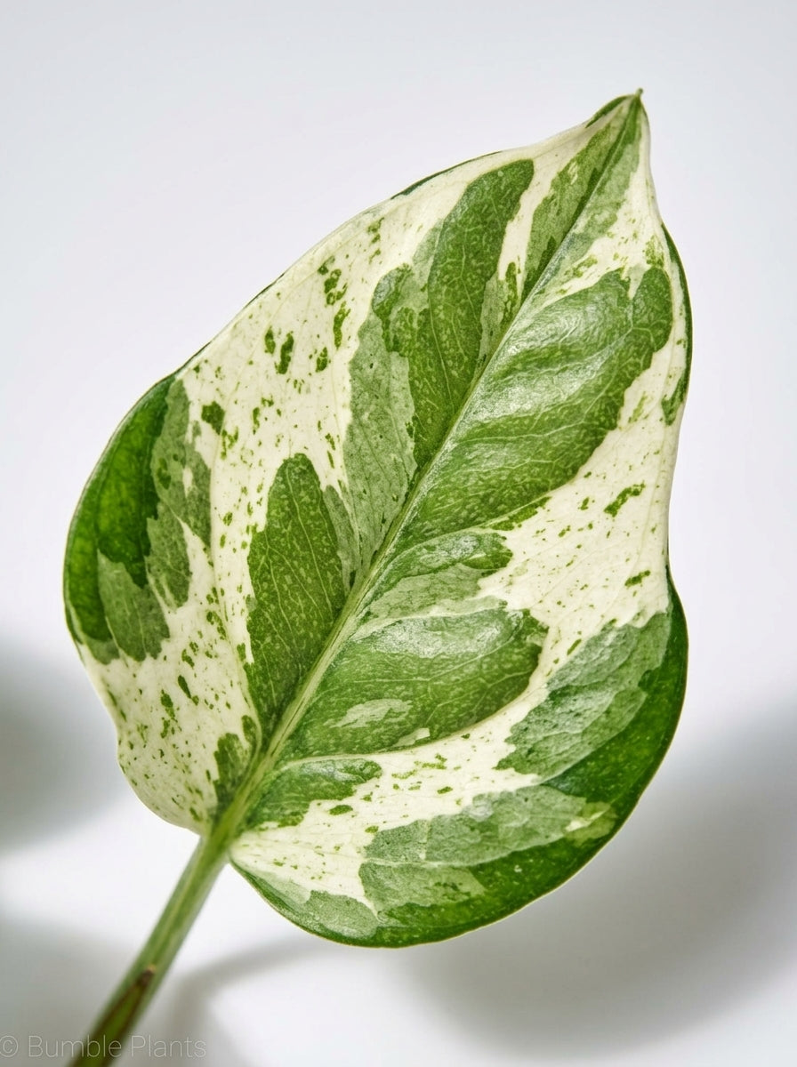 Epipremnum Aureum Pothos NJoy Pearls