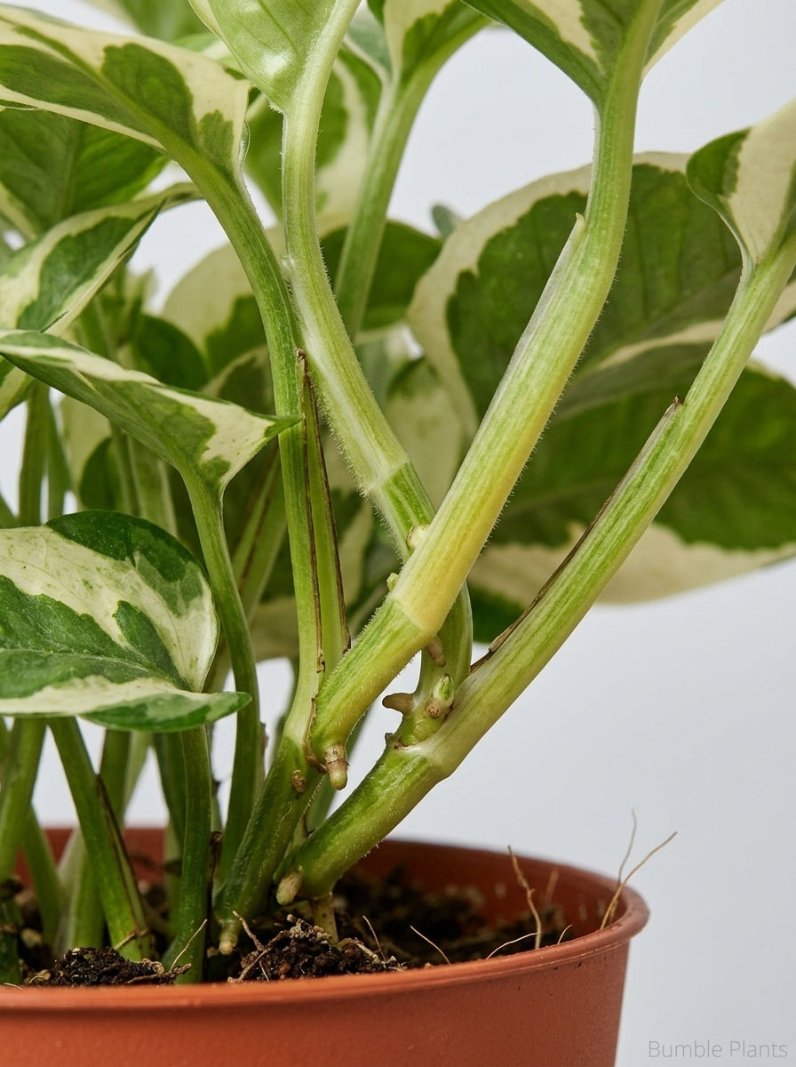 Epipremnum Aureum Pothos NJoy Pearls