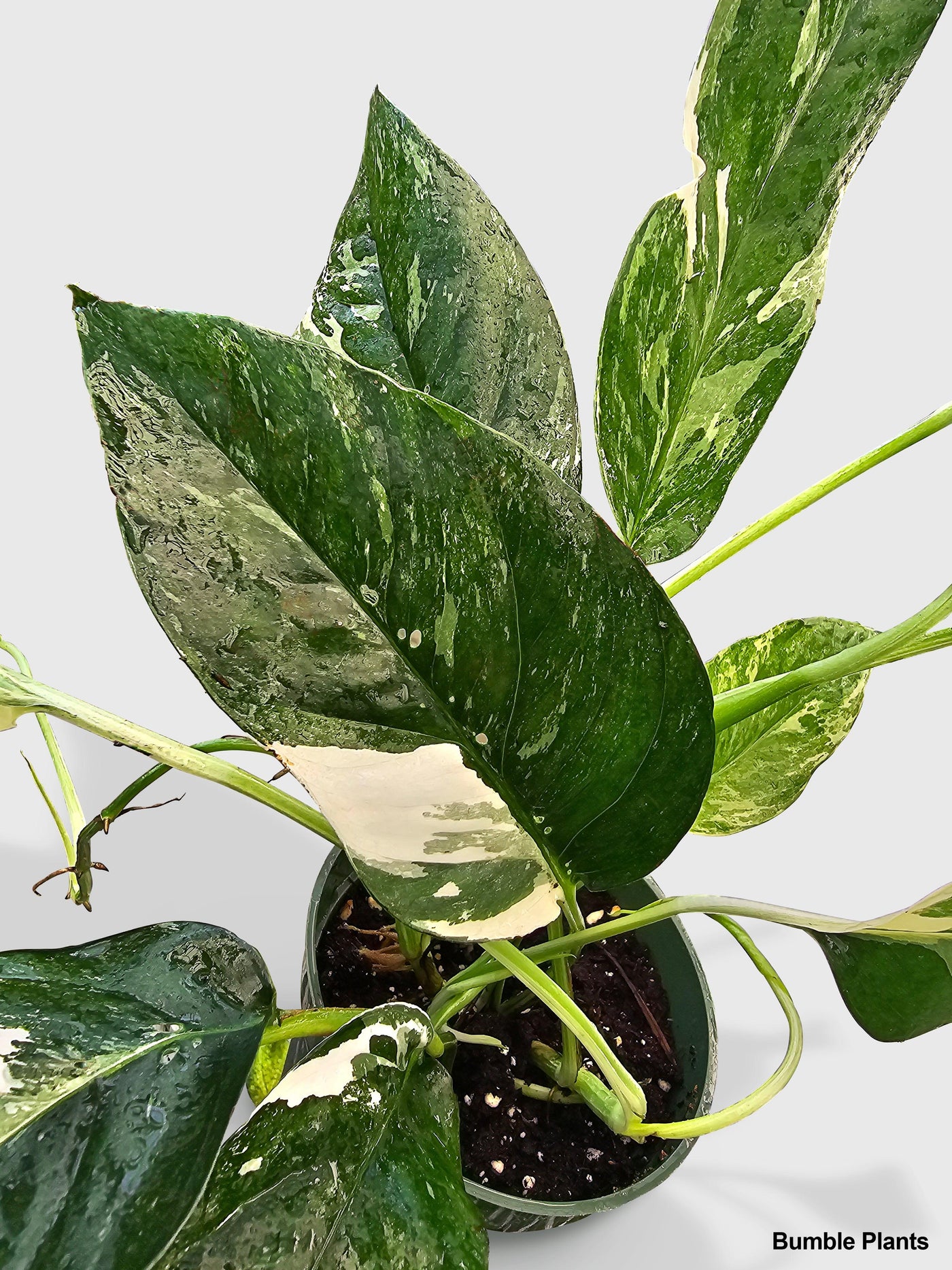 pothos cebu blue Pothos (Epipremnum Pinnatum 'Albo-Variegata') Live Houseplant 4" Pot