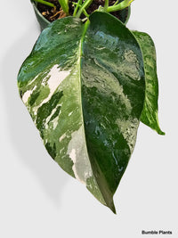 cebu blue philodendron variegated Pothos (Epipremnum Pinnatum 'Albo-Variegata') Live Houseplant 4" Pot