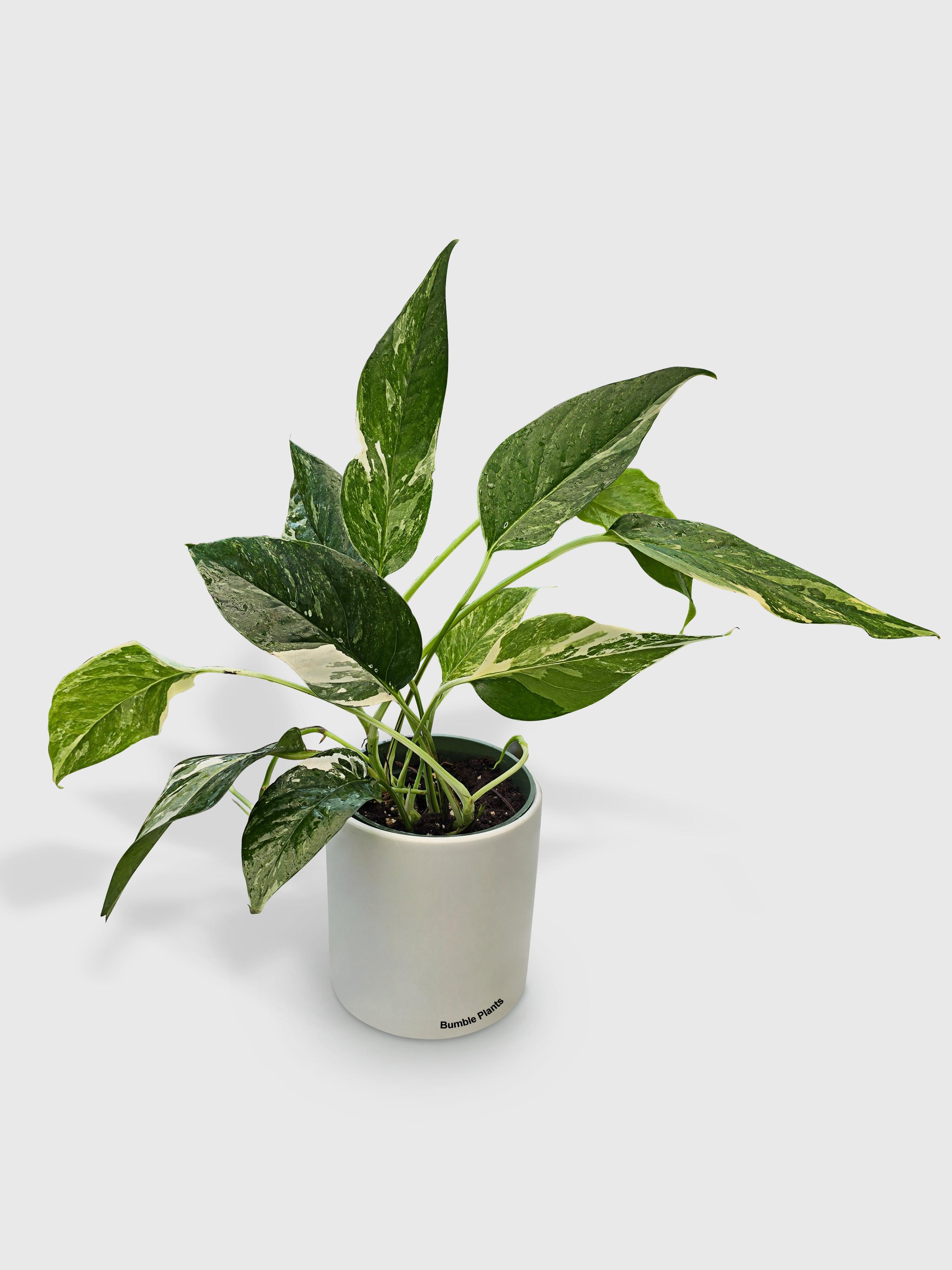Epipremnum Pinnatum Albo Variegata Cebu Blue - Bumble Plants