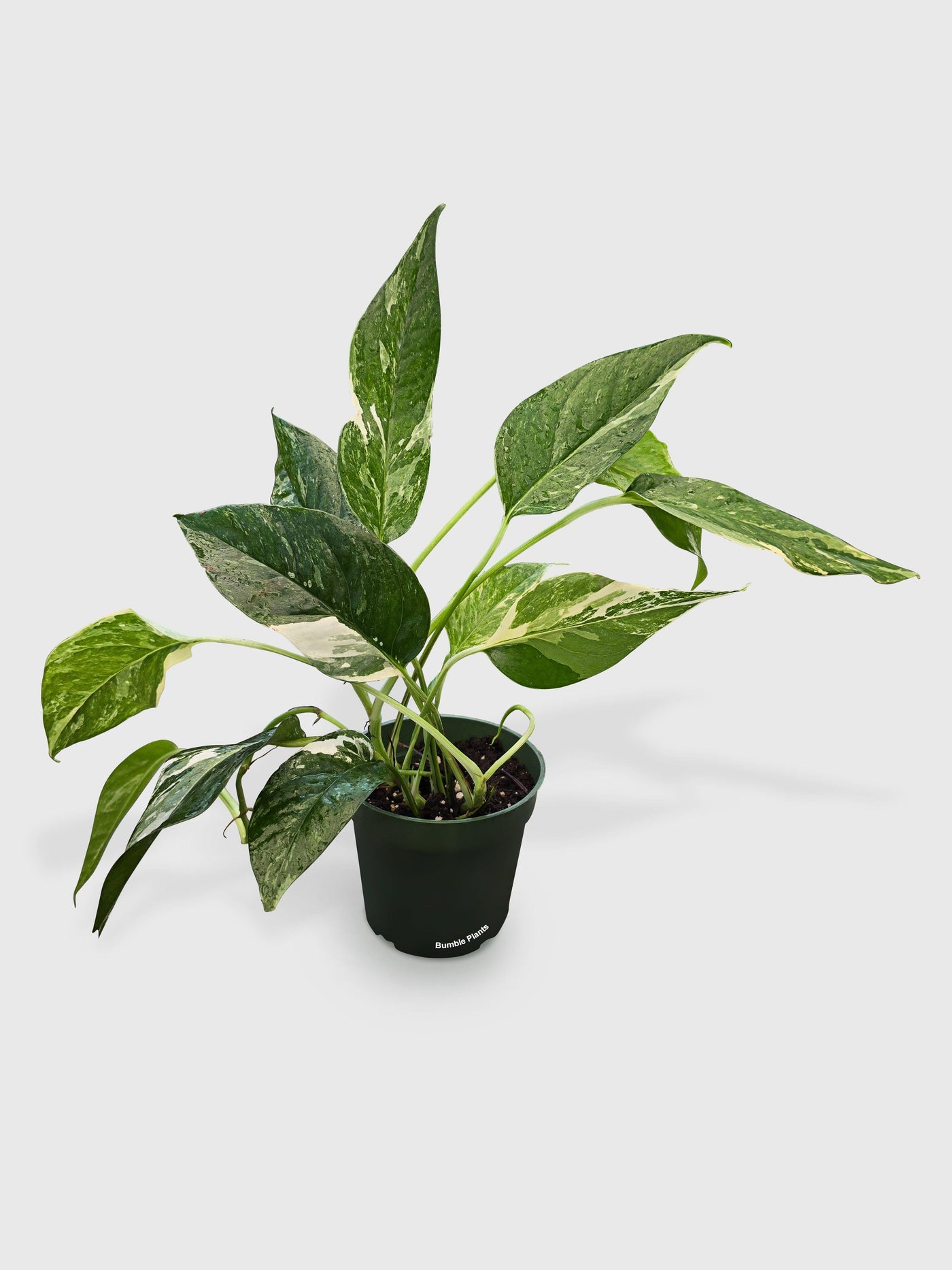 baltic blue pothos variegated Pothos (Epipremnum Pinnatum 'Albo-Variegata') Live Houseplant 4" Pot