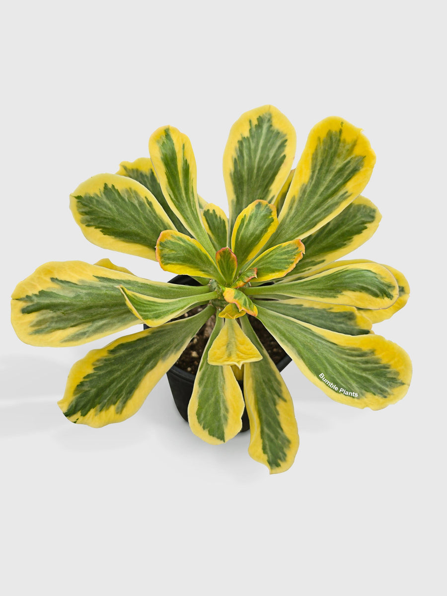 Euphorbia Poissonii Variegata - Bumble Plants