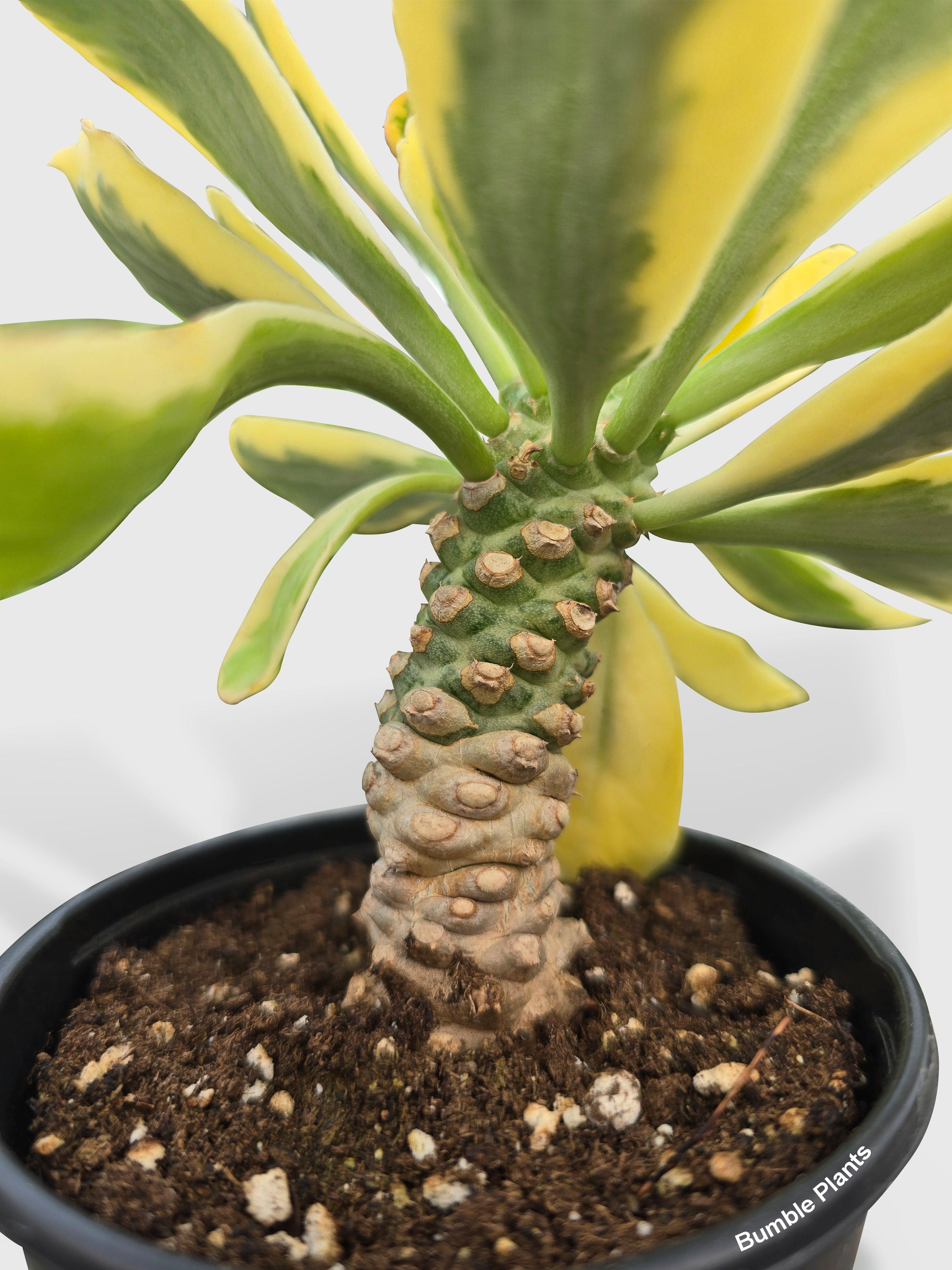 Euphorbia poissonii variegated ユーフォルビア　ポイゾニー Biggest Euphorbia poissonii variegated i\u0027ve seen so far. : r
