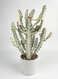 Euphorbia 'Dragon Bone' Succulent