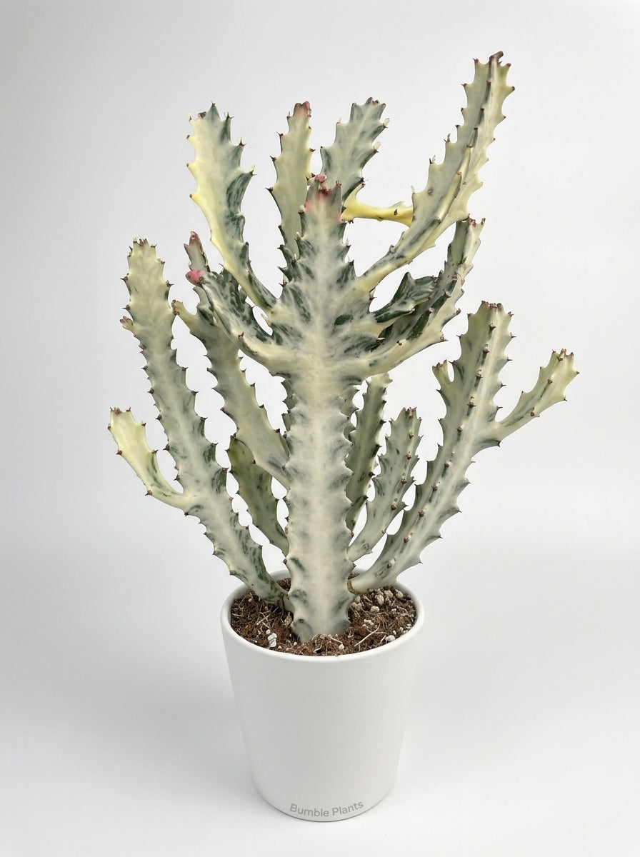 Euphorbia 'Dragon Bone' Succulent