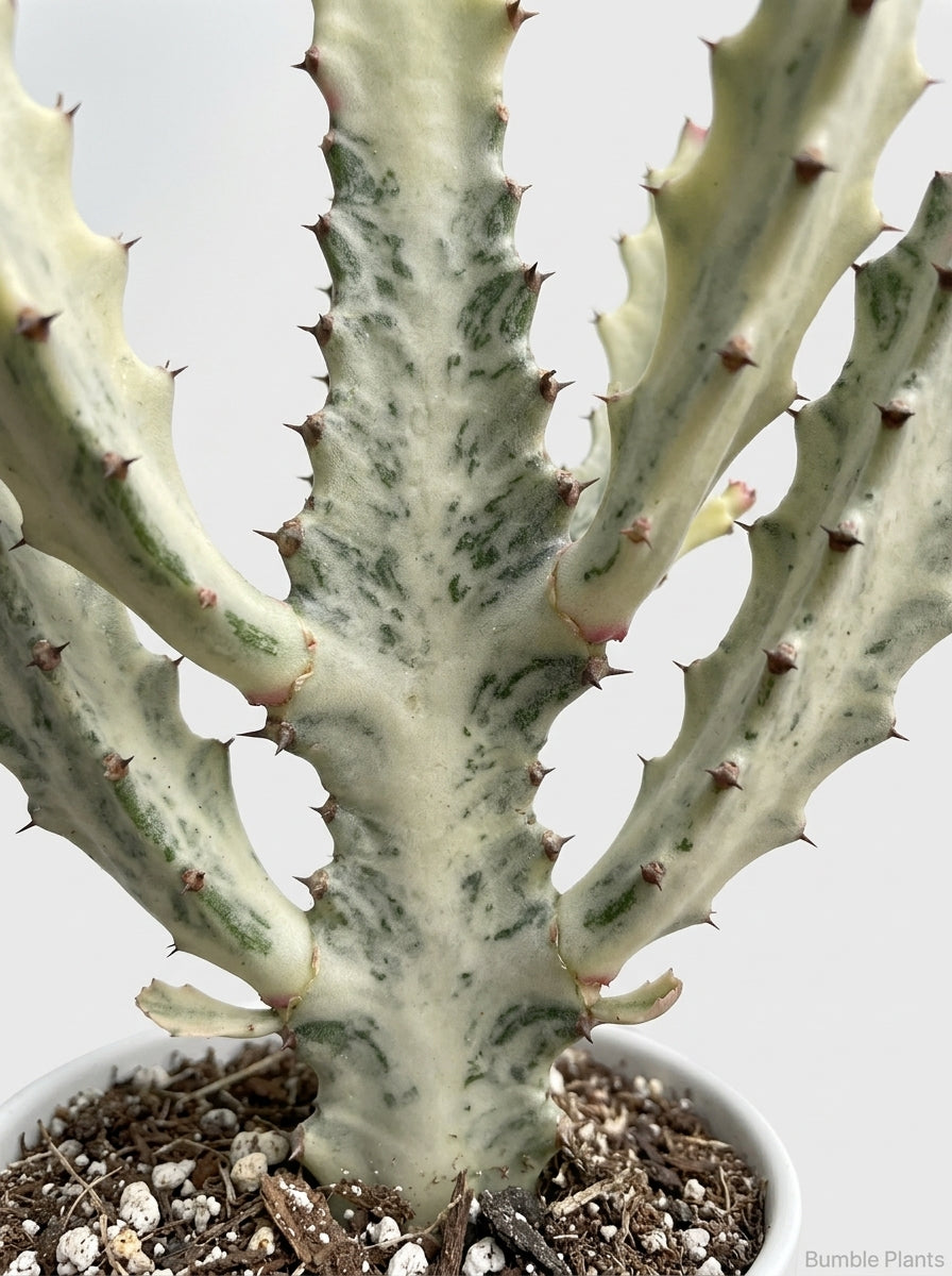 Euphorbia 'Dragon Bone' Succulent