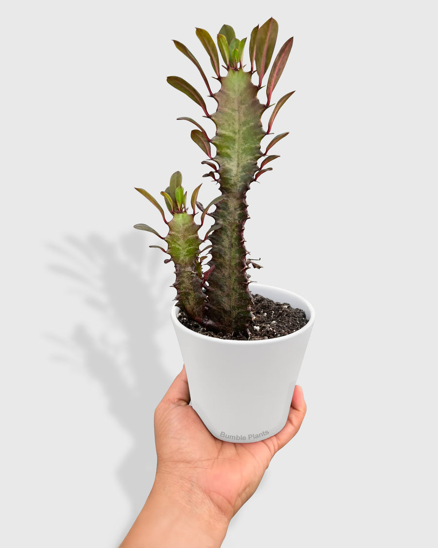 Euphorbia 'Trigona Rubra' Succulent