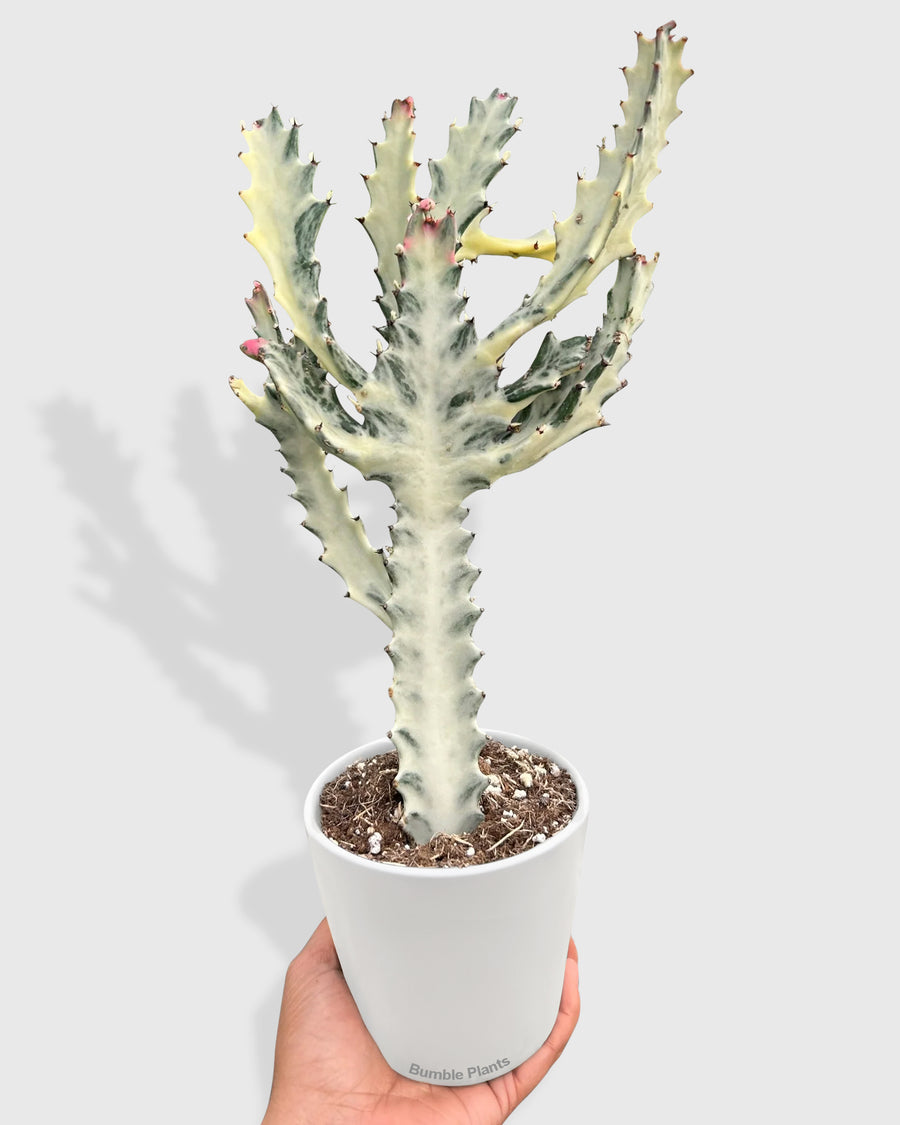 Euphorbia 'Dragon Bone' Succulent