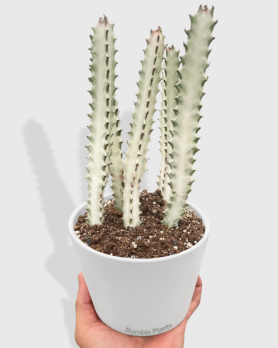 Euphorbia 'Dragon Bone' Succulent