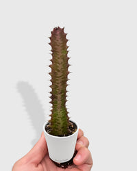 Euphorbia 'Trigona Rubra' Succulent