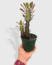 Euphorbia 'Trigona Rubra' Succulent