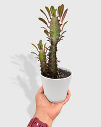 Euphorbia 'Trigona Rubra' Succulent