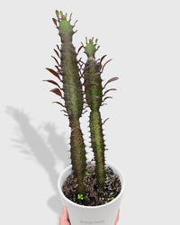 Euphorbia 'Trigona Rubra' Succulent