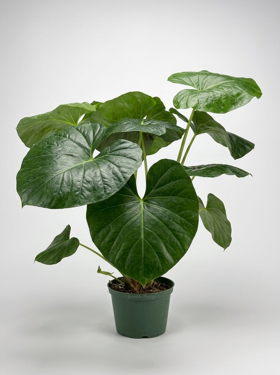 Farfugium Leopard Japonicum