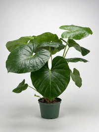 Farfugium Leopard Japonicum