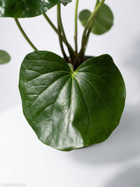 Farfugium Leopard Japonicum