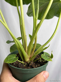 Farfugium Leopard Japonicum