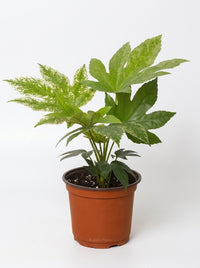 Fatsia japonica 'Spider's Web'