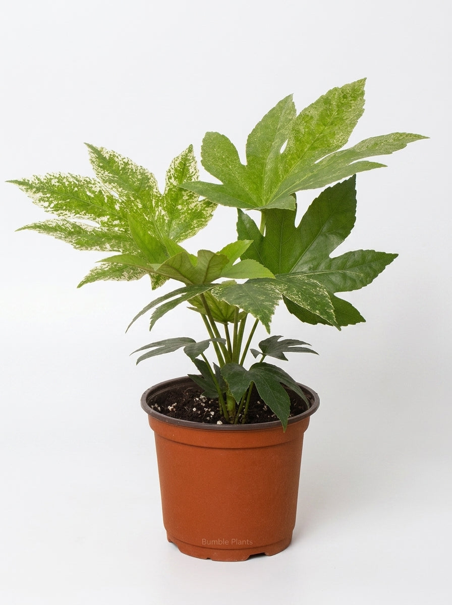 Fatsia japonica 'Spider's Web'