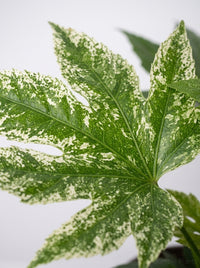 Fatsia japonica 'Spider's Web'