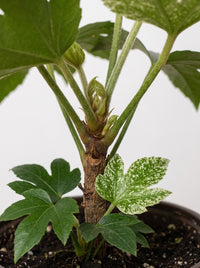 Fatsia japonica 'Spider's Web'