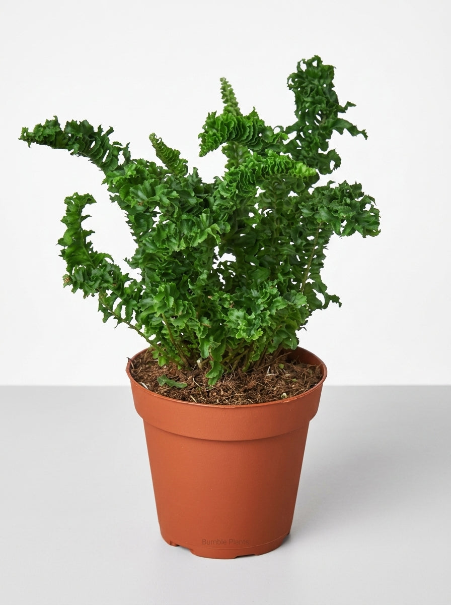 Nephrolepis Exaltata 'Emina' Fern