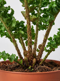 Nephrolepis Exaltata 'Emina' Fern