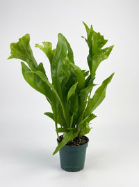 Microsorum Punctatum 'Green Flame' Fern