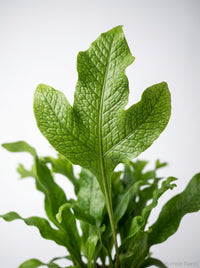 Microsorum Punctatum 'Green Flame' Fern