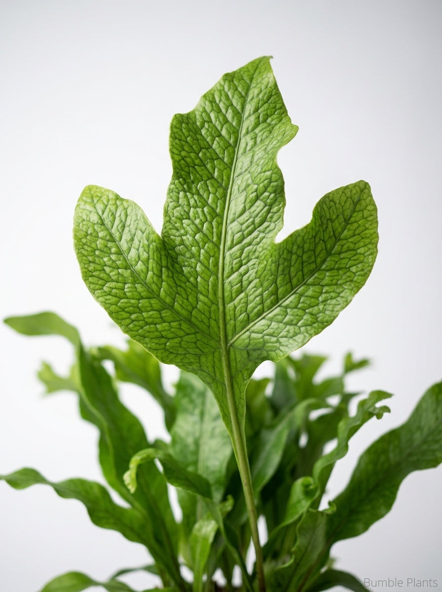 Microsorum Punctatum 'Green Flame' Fern