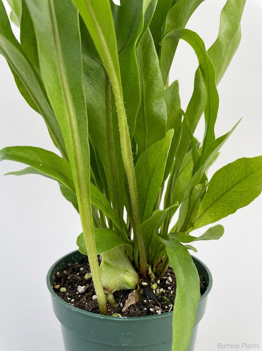 Microsorum Punctatum 'Green Flame' Fern