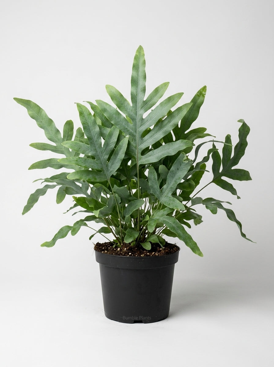 Cyrtomium Falcatum 'Holly' Fern