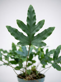Cyrtomium Falcatum 'Holly' Fern