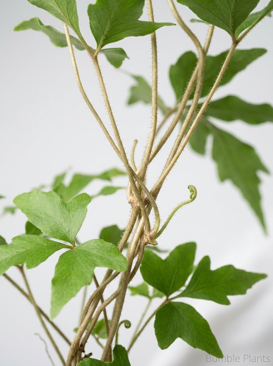 Cyrtomium Falcatum 'Holly' Fern