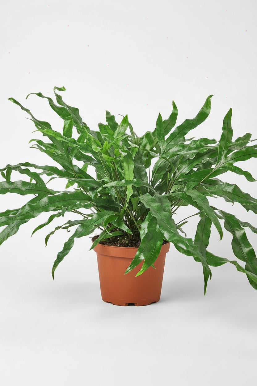 Kangaroo Paw Fern