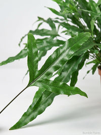 Kangaroo Paw Fern