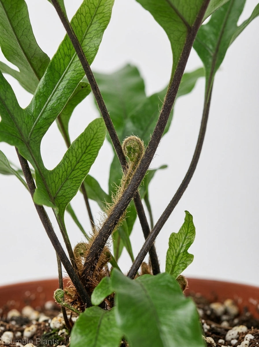 Kangaroo Paw Fern