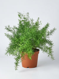 Asparagus Aethiopicus 'Sprengeri' Fern