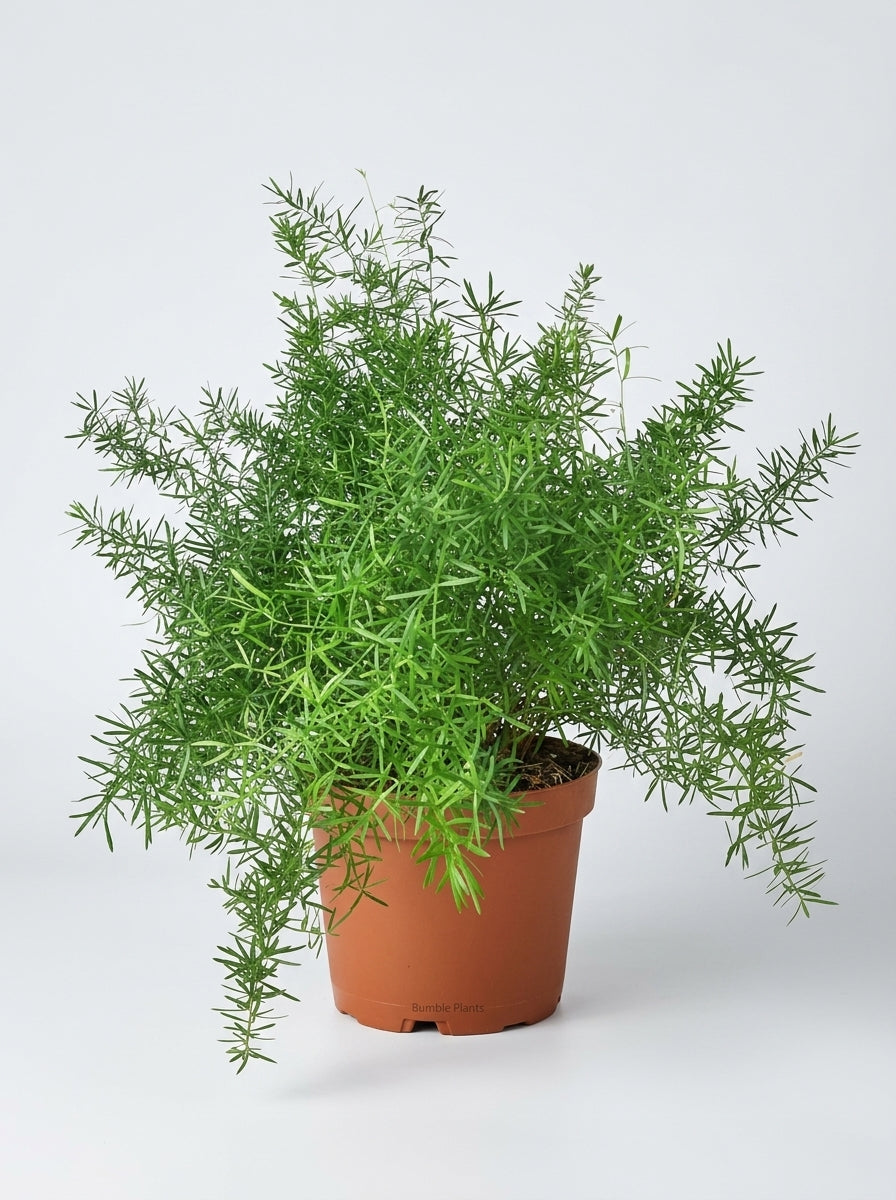 Asparagus Aethiopicus 'Sprengeri' Fern