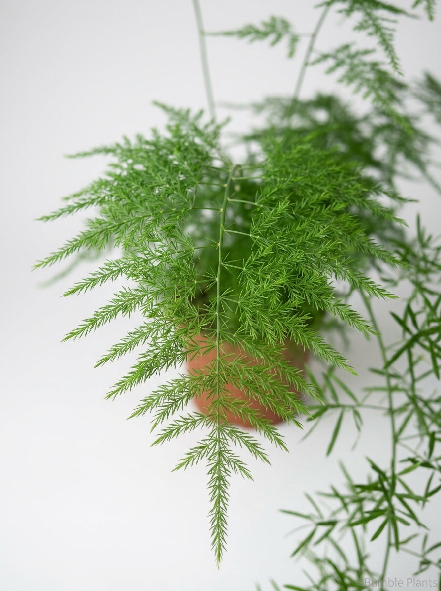 Asparagus Aethiopicus 'Sprengeri' Fern