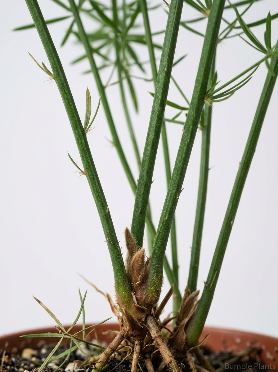 Asparagus Aethiopicus 'Sprengeri' Fern