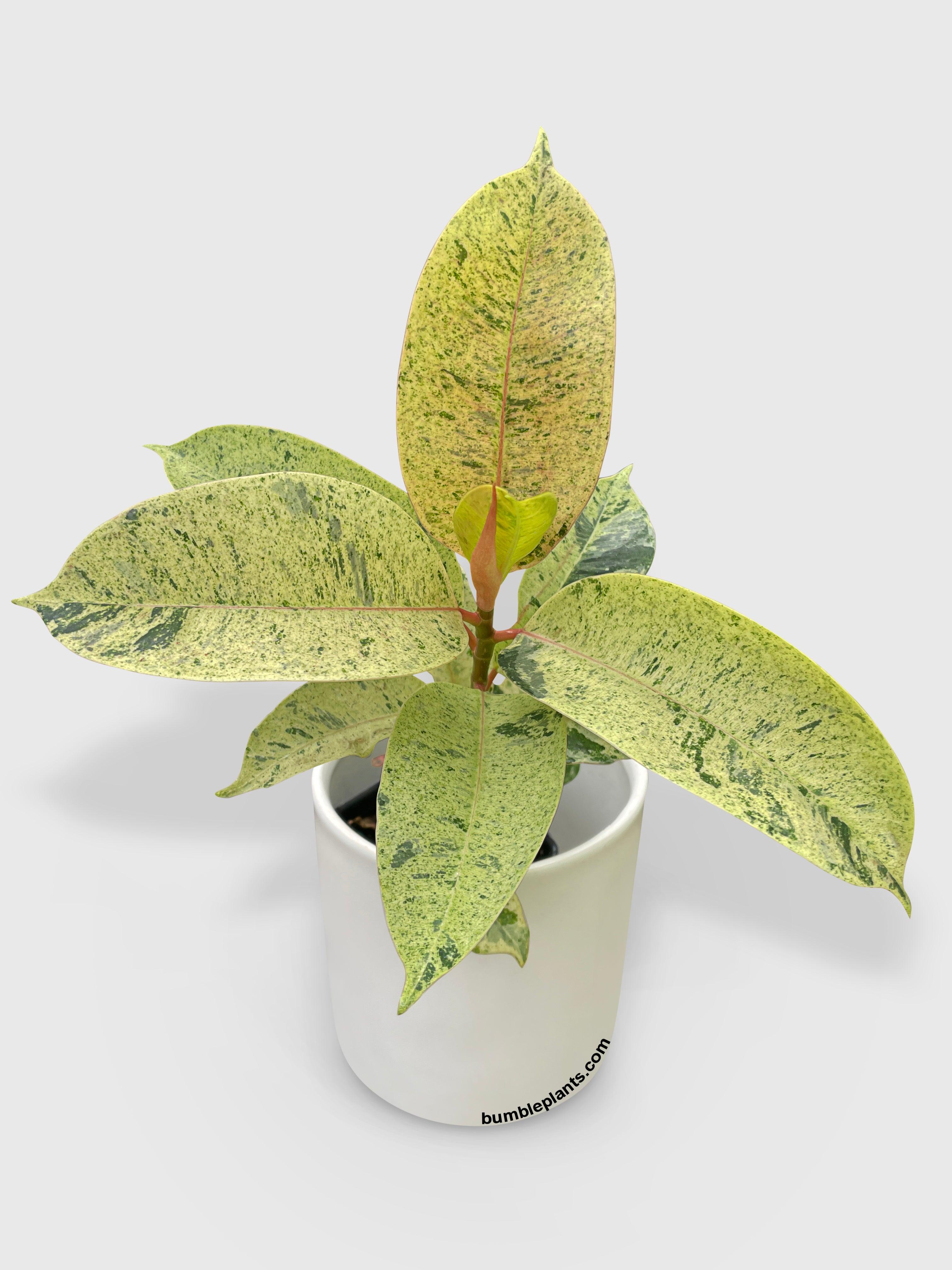 shivereana moonshine rubber tree Ficus Shivereana (Moonshine)