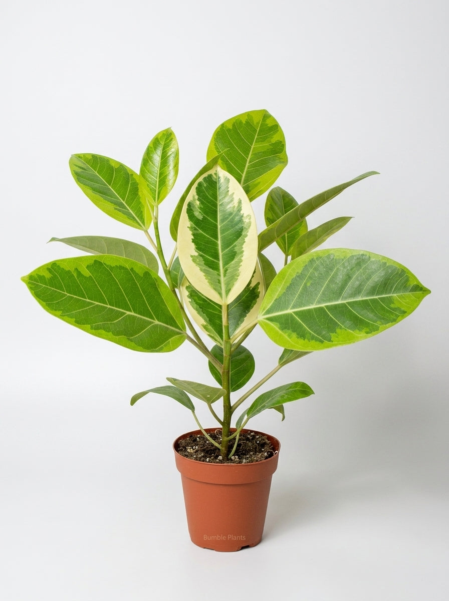 Ficus Altissima 'Yellow Gem'