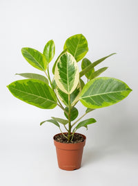 Ficus Altissima 'Yellow Gem'