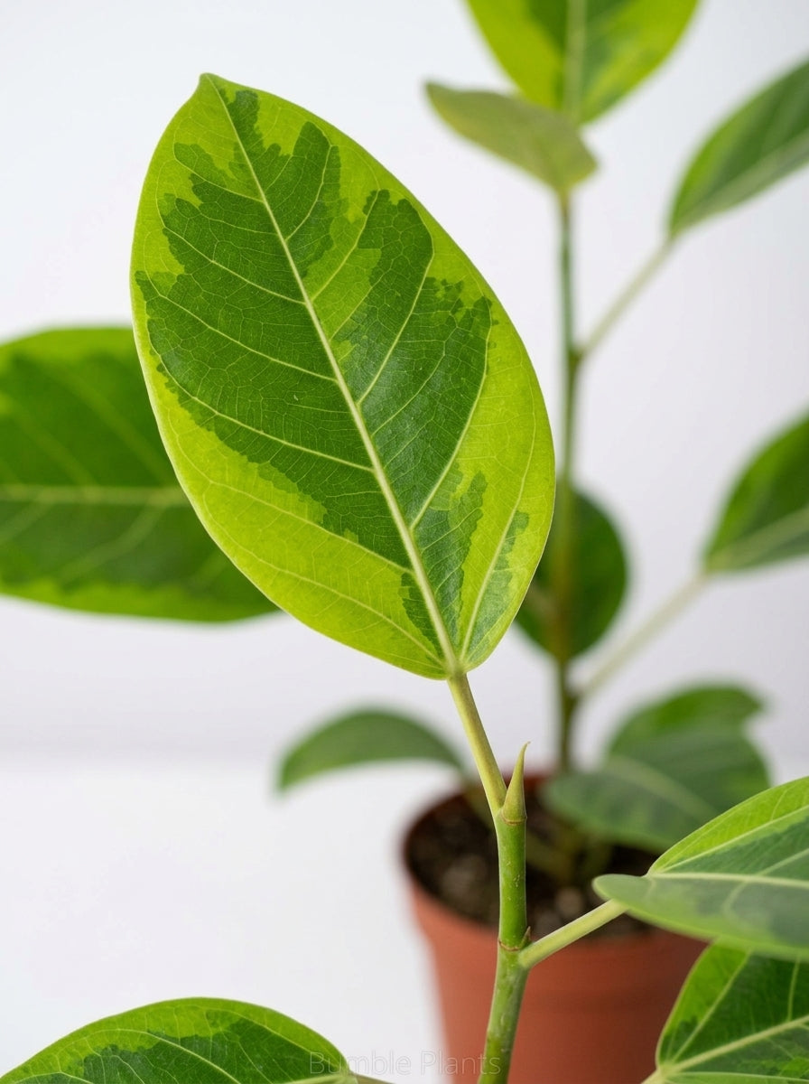 Ficus Altissima 'Yellow Gem'
